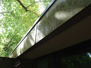 Moss encrusted roof fascia
